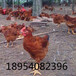 380鸡/笨鸡/九斤红/养殖鸡苗/脱温鸡及种蛋