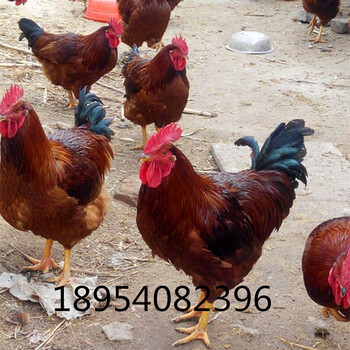 红玉鸡/草鸡/九斤红鸡/鸡苗/脱温鸡/以及种蛋