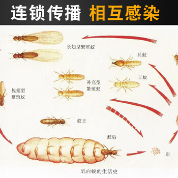 广州番禺正规灭白蚁公司，市桥白蚁防治，灭除白蚁