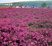 青州荷兰菊种植基地