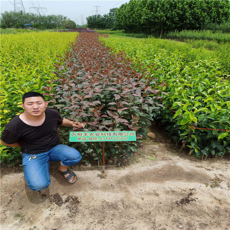 梨树苗，大量供应梨树苗育苗基地