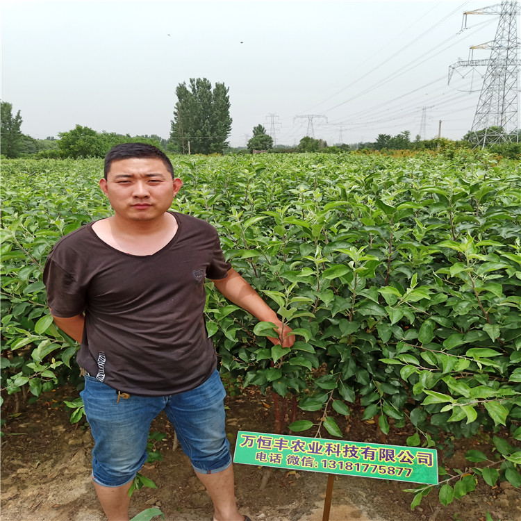 梨樹(shù)苗基地 玉露香梨特點(diǎn)