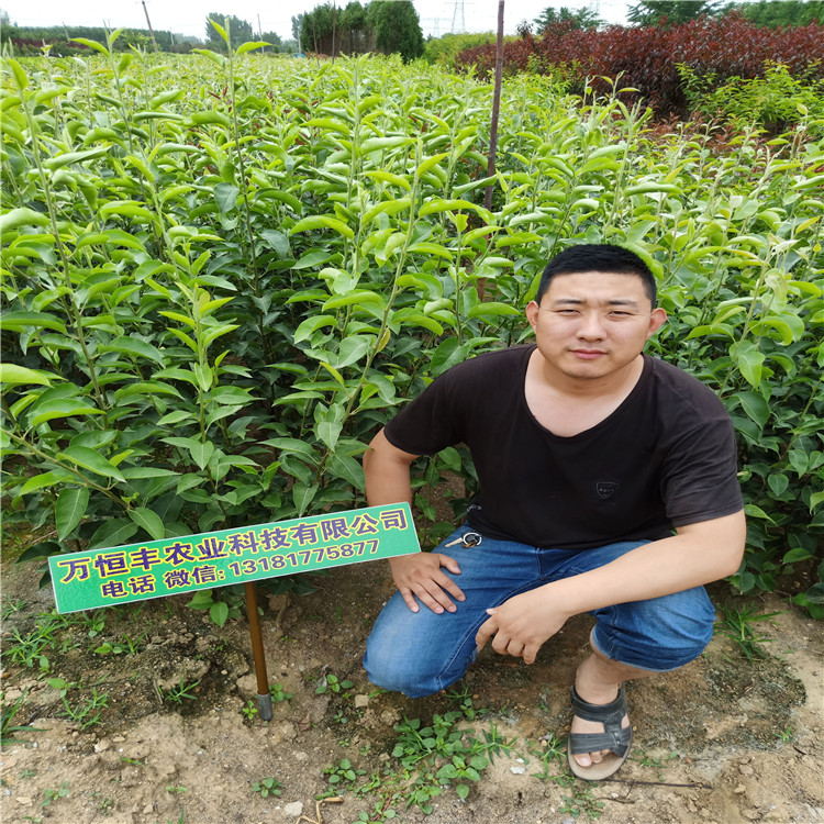 梨樹(shù)苗基地 玉露香梨特點(diǎn)