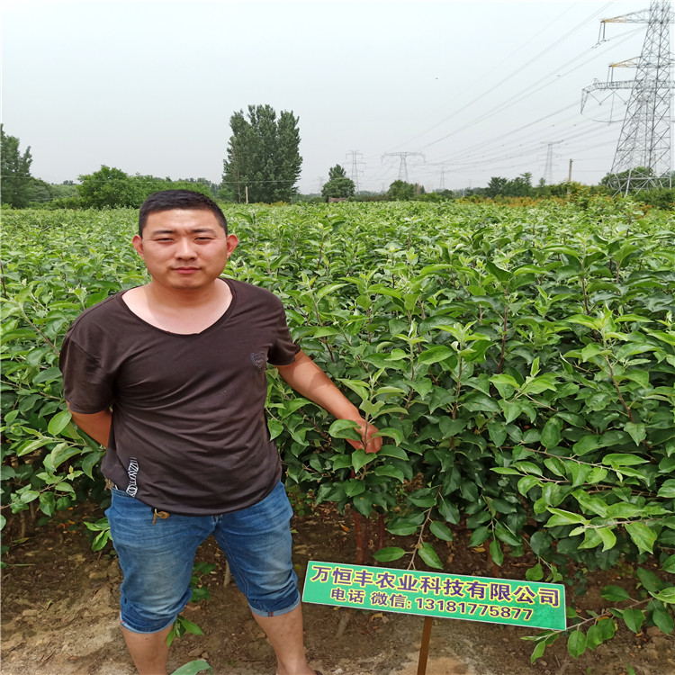 大量供應(yīng)梨樹苗玉露香梨特征
