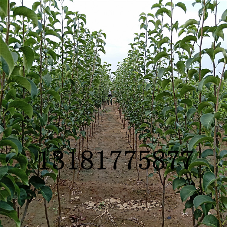 梨樹(shù)苗基地 玉露香梨特點(diǎn)