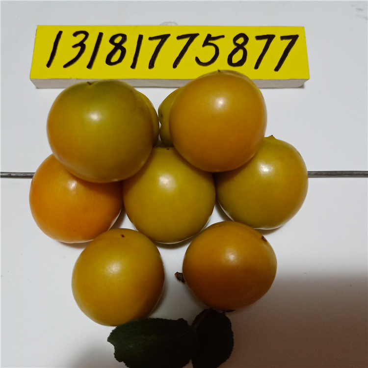 哪里有杏樹(shù)苗，杏樹(shù)苗批發(fā)，萬(wàn)恒豐育苗基地