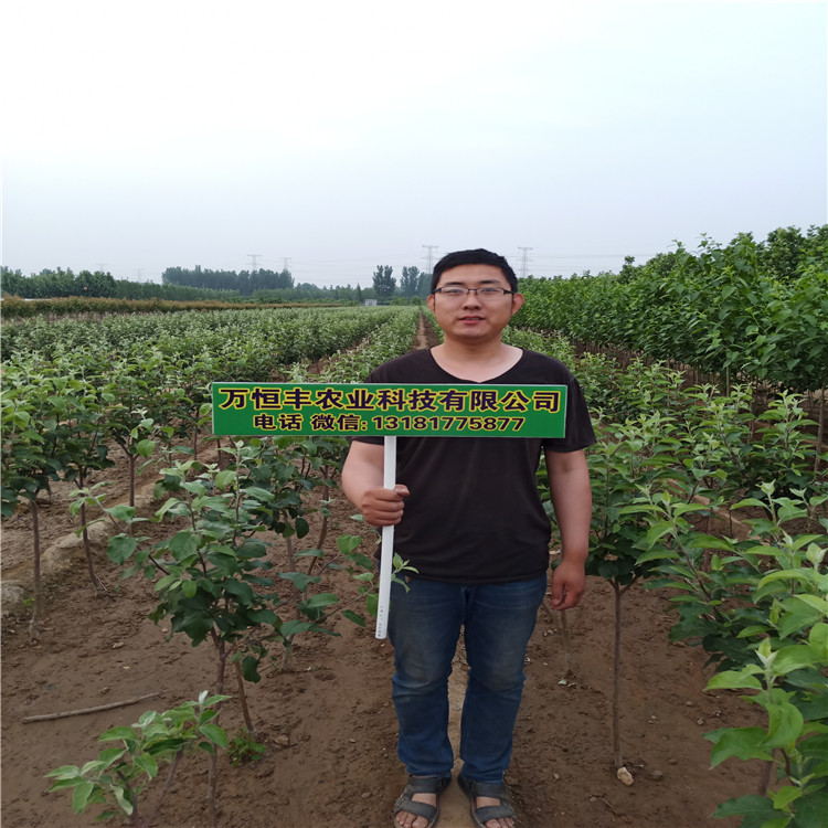 哪里有蘋果苗，蘋果苗木脫毒新品種培育基地