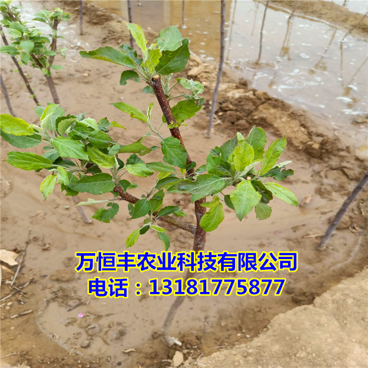 哪里有蘋果苗，蘋果苗價格如何基地