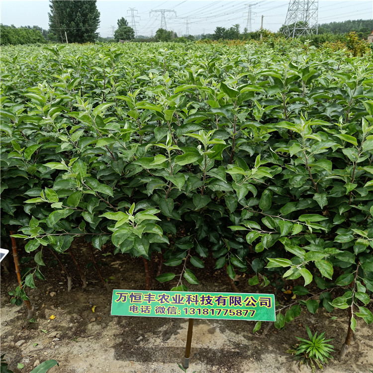 的苹果苗,黑苹果苗哪里有万恒丰育苗基地