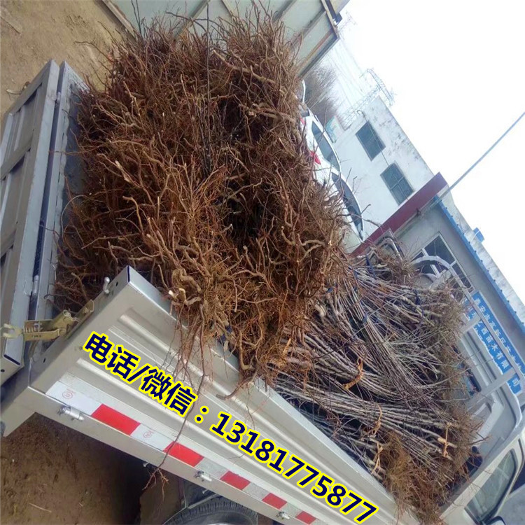 哪里有蘋果苗，蘋果苗價格如何基地
