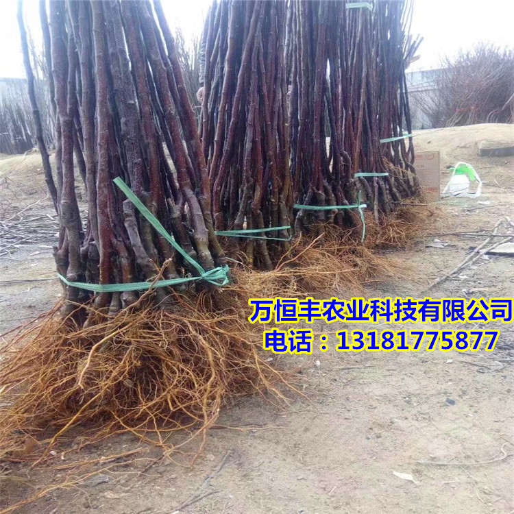 哪里有蘋果苗，蘋果苗價格如何基地