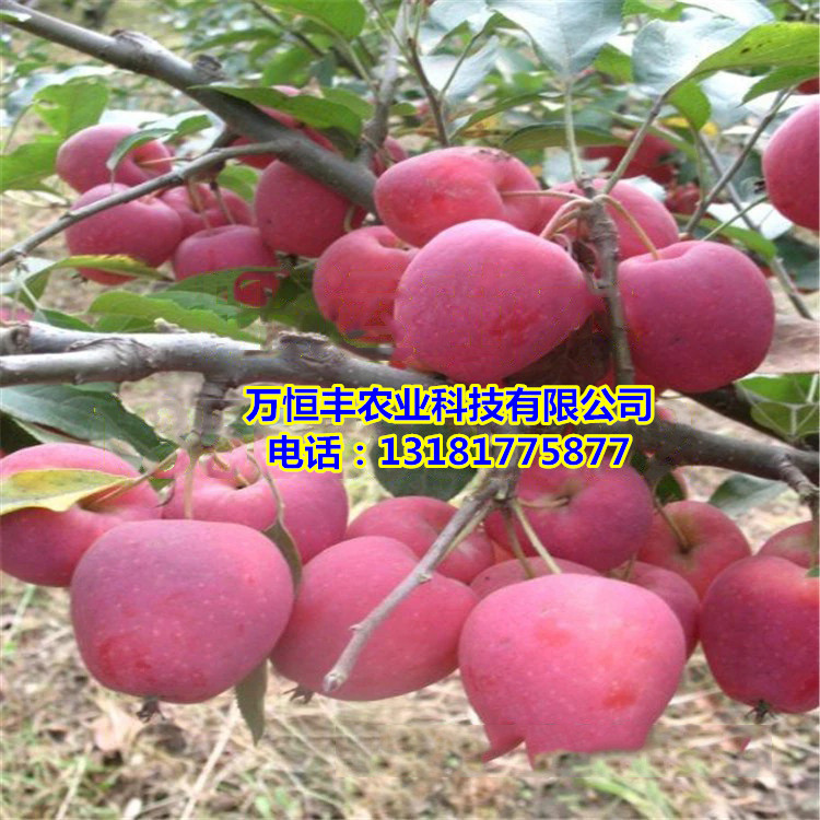 哪里有蘋果苗，蘋果苗木脫毒新品種培育基地