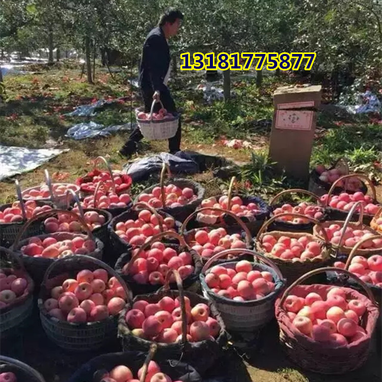 哪里有蘋果苗，蘋果苗種植培育基地