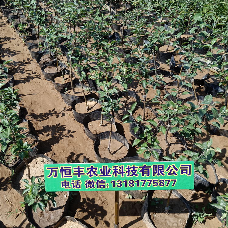 哪里有蘋果苗，蘋果苗種植培育基地