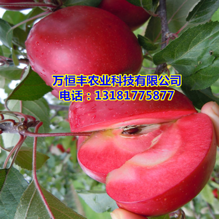 新品種蘋(píng)果苗，黑蘋(píng)果苗哪里有基地
