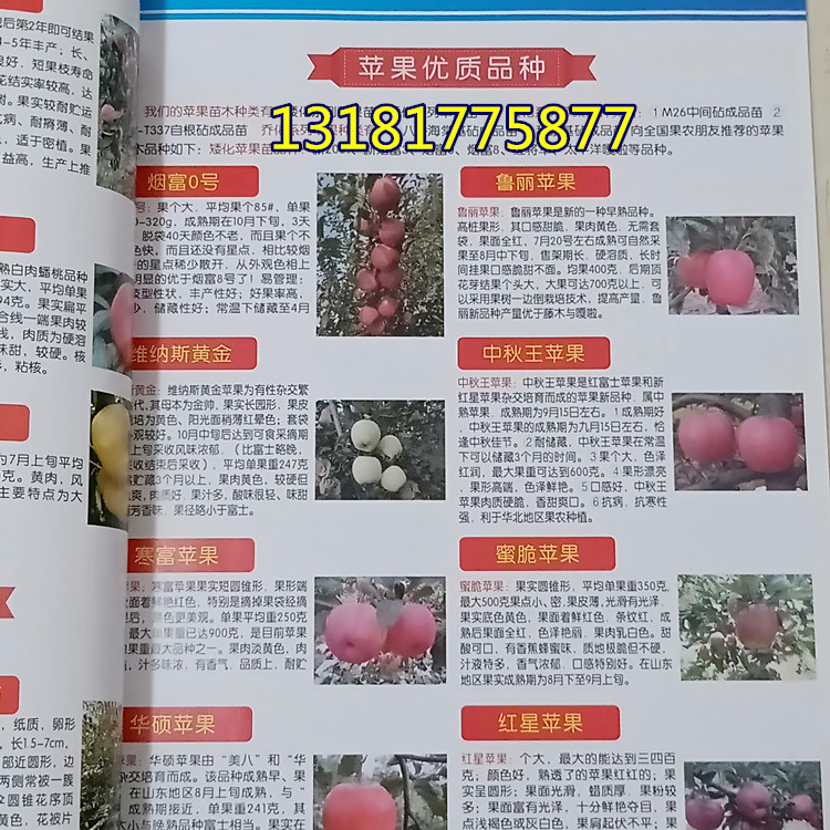 新品種蘋(píng)果苗，黑蘋(píng)果苗哪里有基地