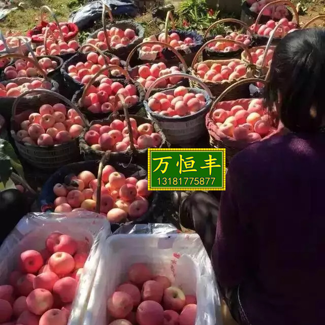 哪里有蘋果苗，蘋果苗木脫毒新品種培育基地