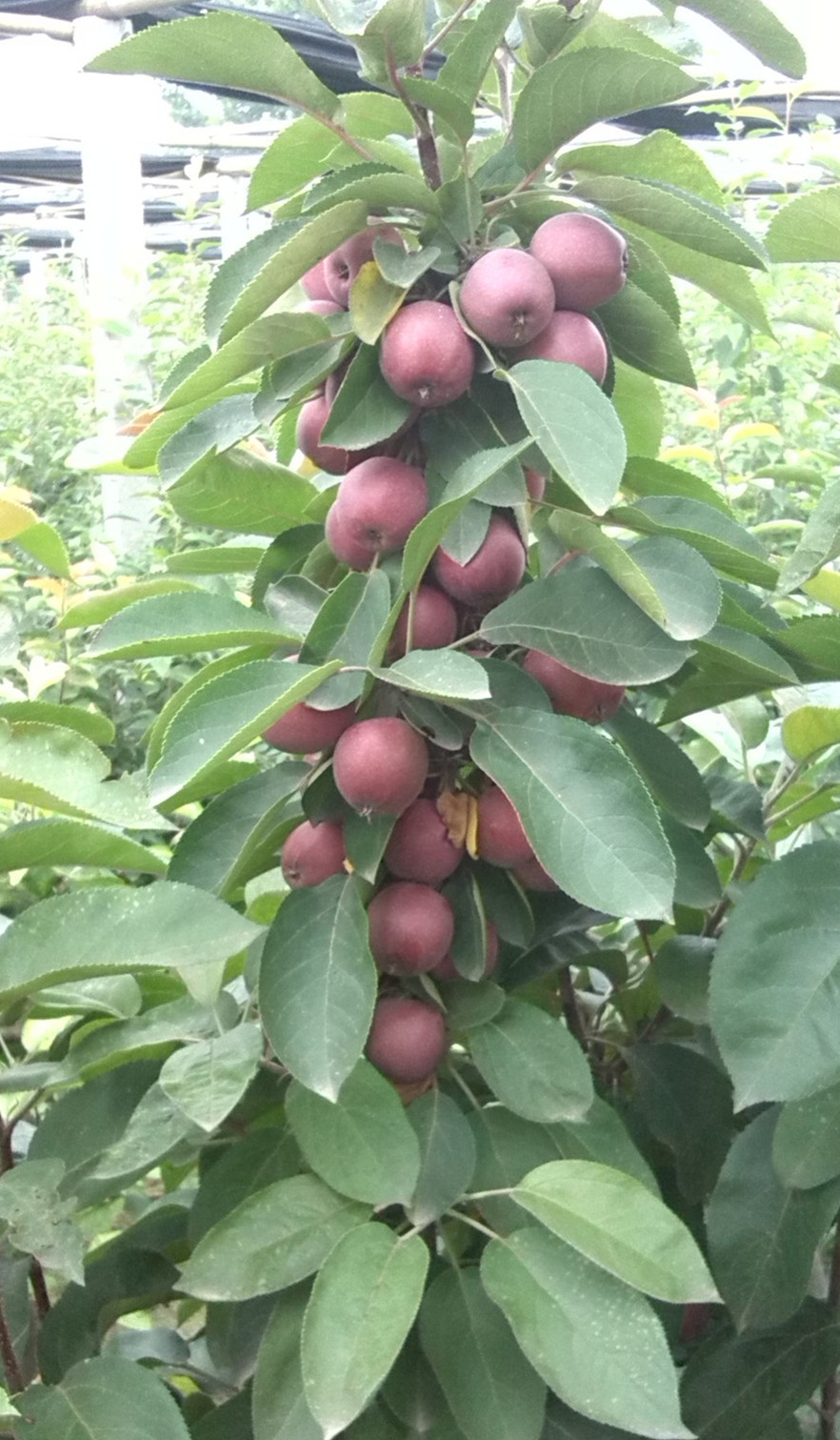 嫁接苹果苗，矮化苹果苗品种万恒丰育苗基地