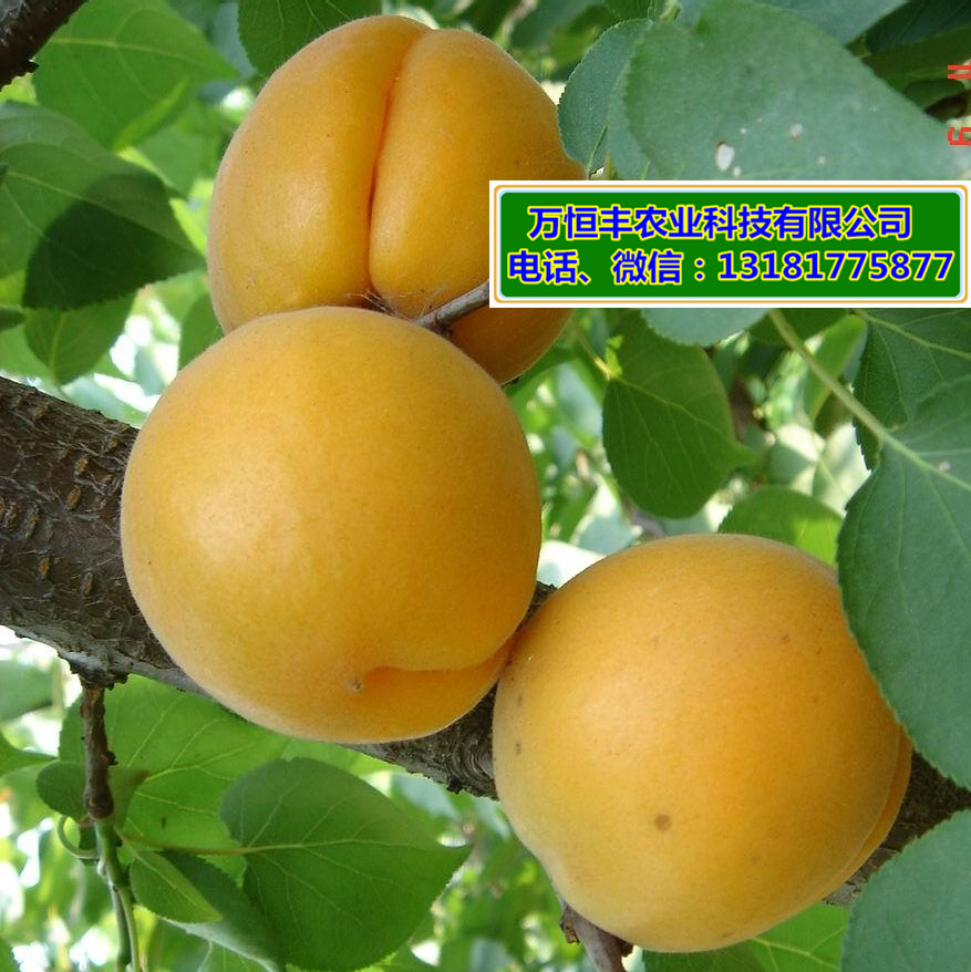 杏树苗报价，杏树苗批发，杏树苗特点，杏树育苗基地