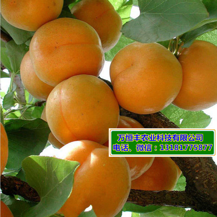 杏树苗木，杏树苗品种，杏树苗特点，杏树育苗基地