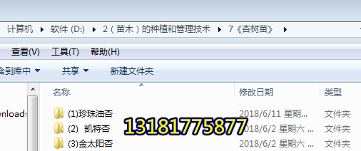 杏樹苗價(jià)格，杏樹苗哪家好，杏樹苗