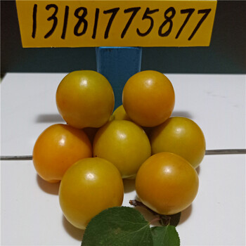 杏树苗报价，杏树苗批发，杏树苗特点，杏树育苗基地