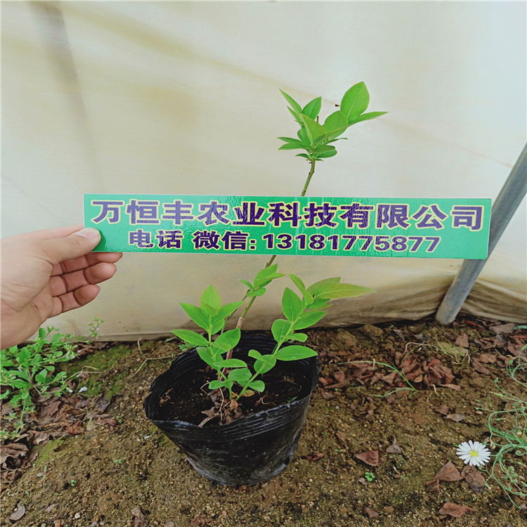 藍(lán)莓苗市場(chǎng)前景，藍(lán)莓苗哪里買，藍(lán)莓苗特性，萬恒豐育苗基地