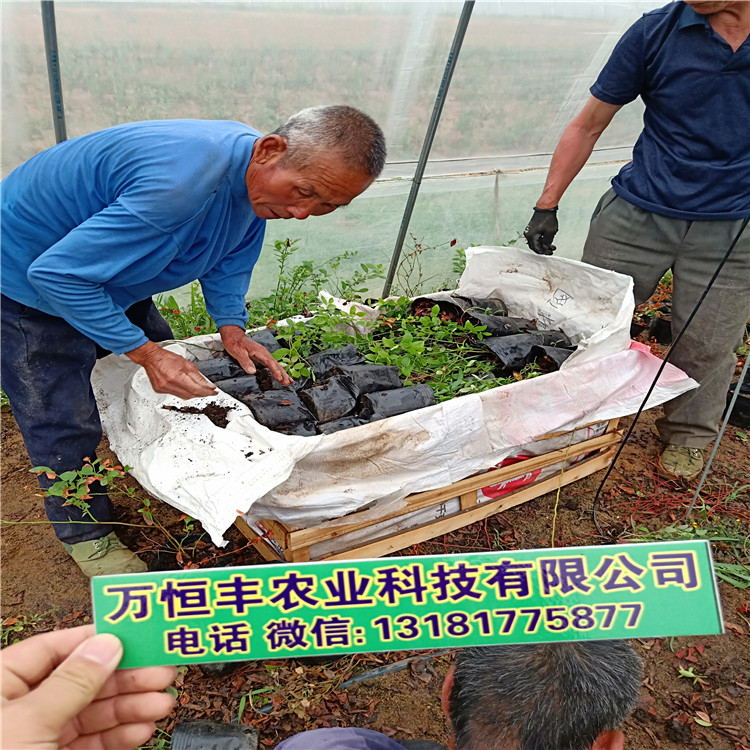 帶碗藍(lán)莓苗，藍(lán)莓苗好種嗎，藍(lán)莓苗培育基地