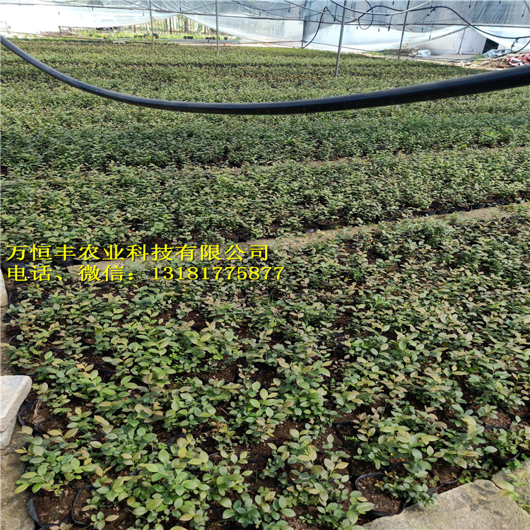 泰安藍(lán)莓苗多少錢，藍(lán)莓苗特征，藍(lán)莓育苗基地