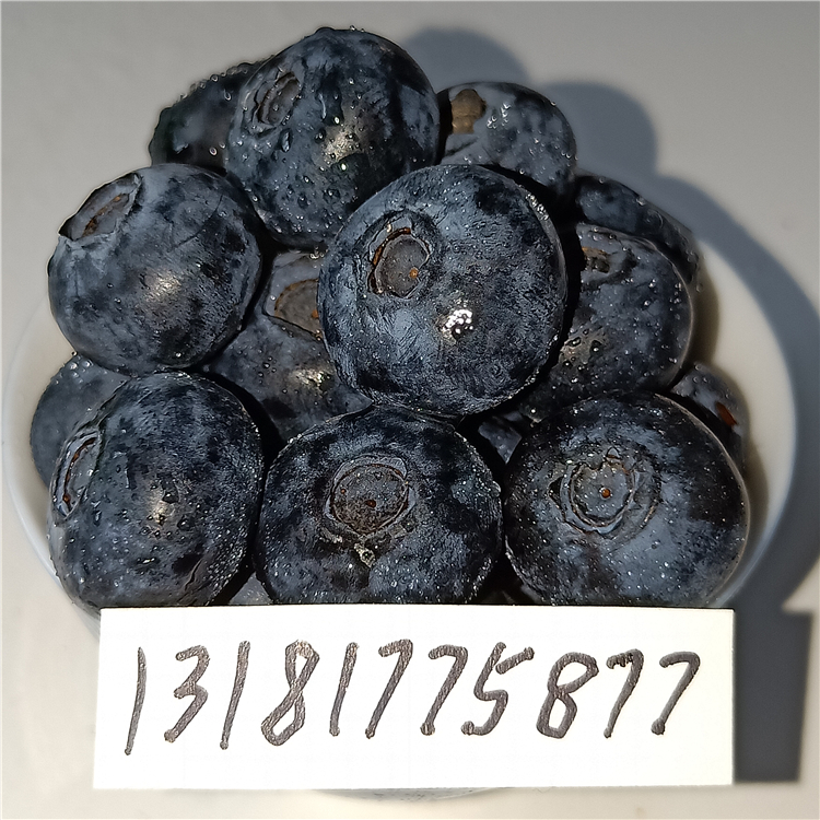 薄霧藍莓苗，藍莓苗 泰安，藍莓苗特性，藍莓育苗基地