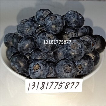 蓝莓苗市场价格，蓝莓苗北方，蓝莓苗特征，蓝莓苗基地