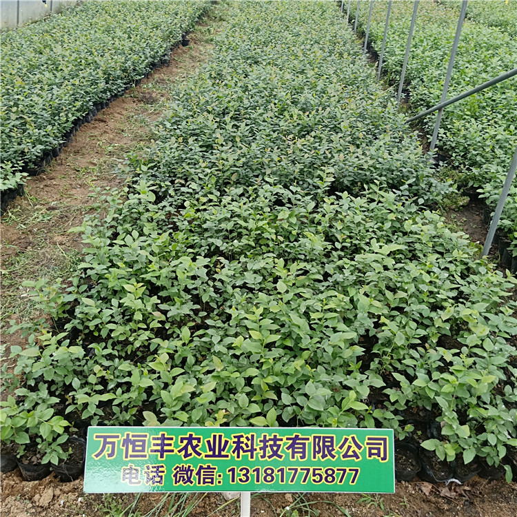 薄霧藍莓苗，藍莓苗 泰安，藍莓苗特性，藍莓育苗基地
