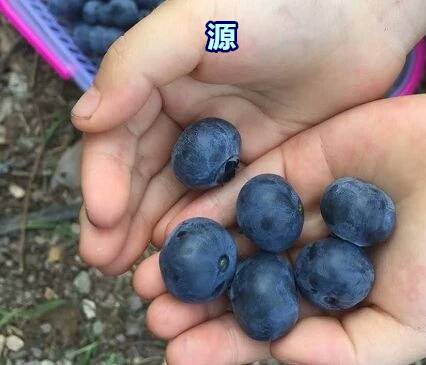 蓝莓苗品种，蓝莓苗出售，蓝莓苗特征，蓝莓育苗基地