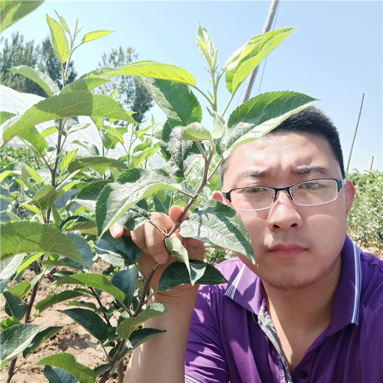 批发苹果苗，怎样培育苹果苗苹果苗培育基地