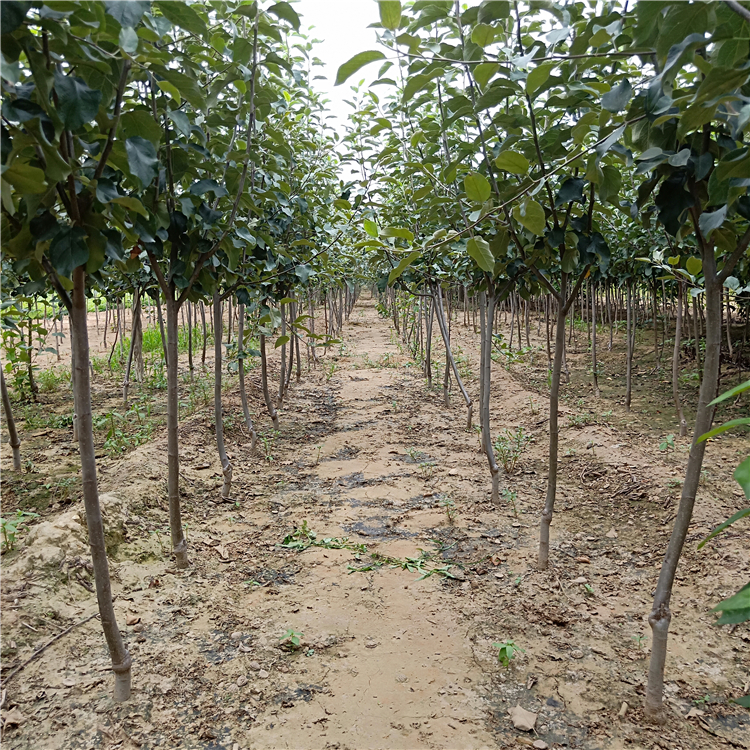 批发苹果苗，怎样培育苹果苗苹果苗培育基地