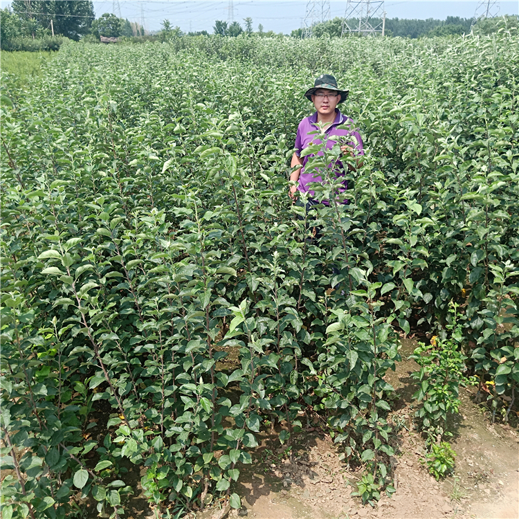 北方苹果苗，苹果苗报价万恒丰基地