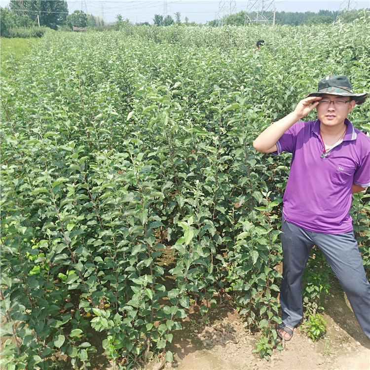 北方蘋(píng)果苗，蘋(píng)果苗怎么種萬(wàn)恒豐育苗基地