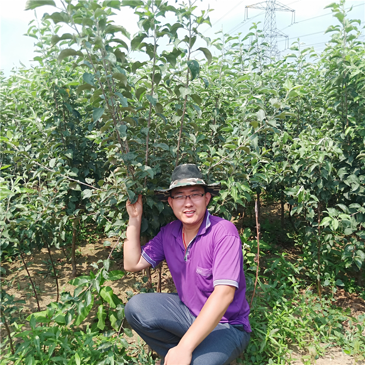 北方苹果苗，苹果苗报价万恒丰基地