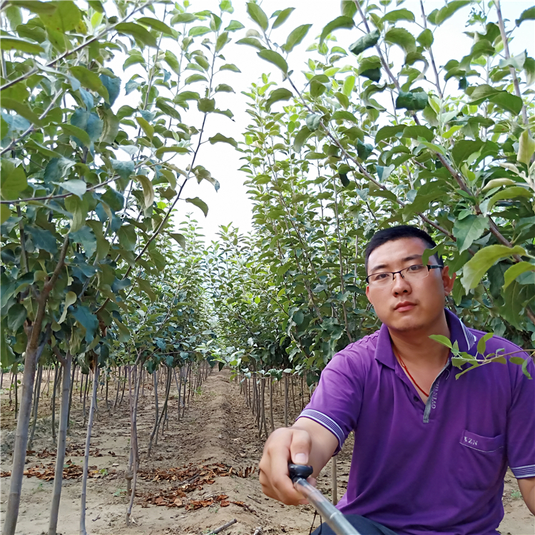 批发苹果苗，怎样培育苹果苗苹果苗培育基地