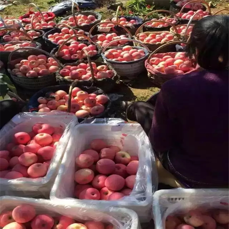 批发苹果苗，怎样培育苹果苗苹果苗培育基地