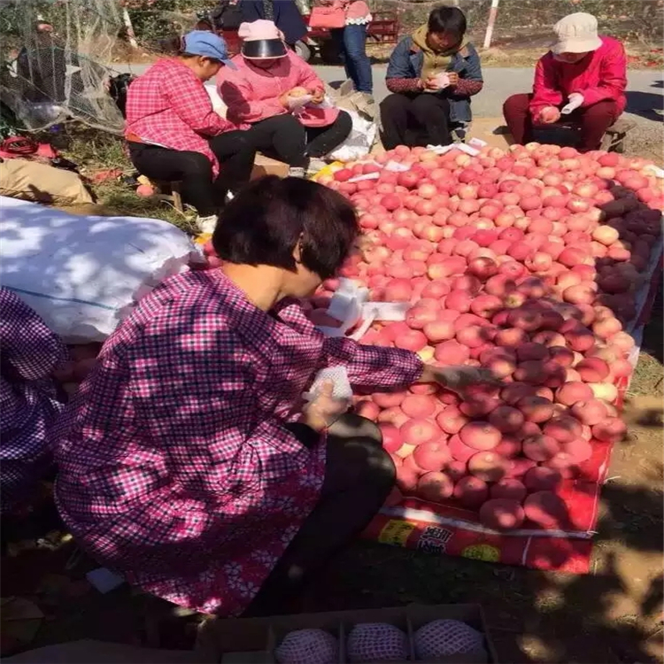 出售苹果苗，苹果苗价格苹果苗