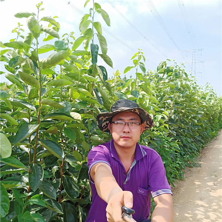 泰安甜柿子苗，柿子苗批發(fā)基地，柿子苗基地