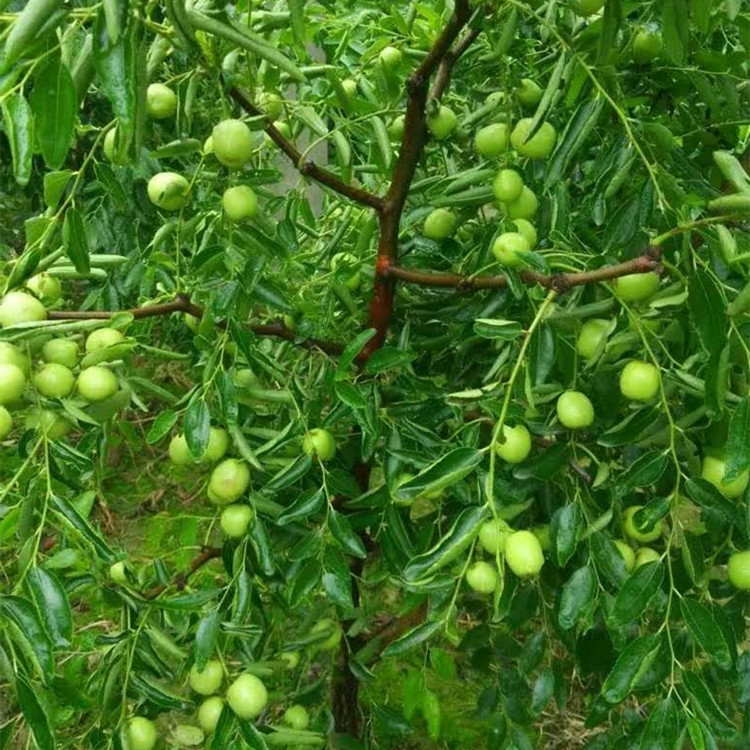 枣树苗价格，枣树苗种植，2公分枣树苗