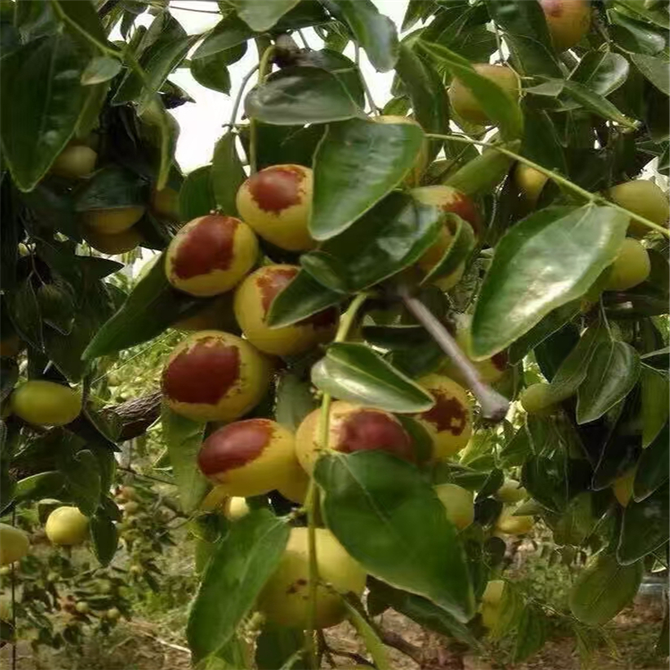 棗樹苗價格，棗樹苗種植，2公分棗樹苗