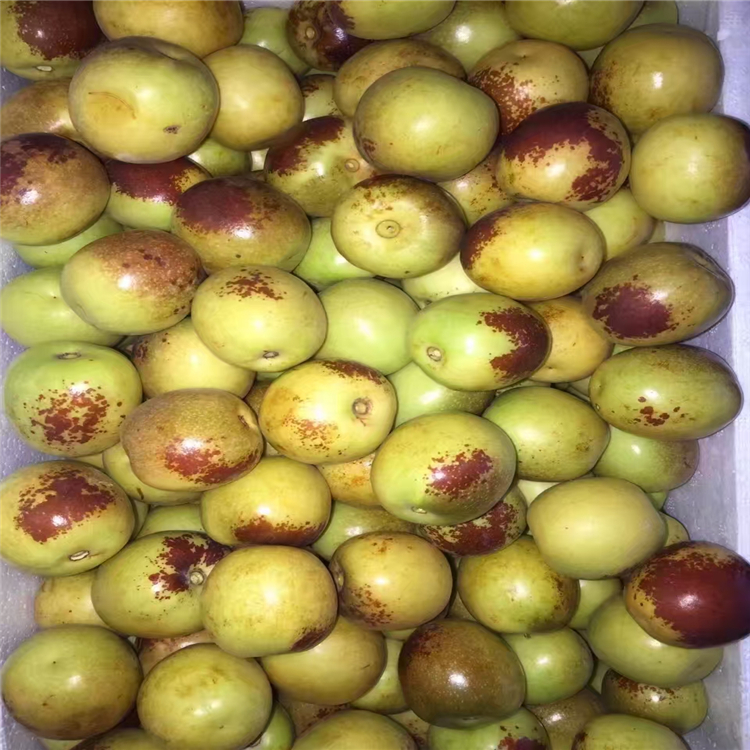 棗樹(shù)苗價(jià)格，棗樹(shù)苗圖片，棗樹(shù)苗