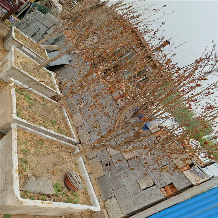 泰安石榴苗，石榴苗價格，石榴苗培育基地
