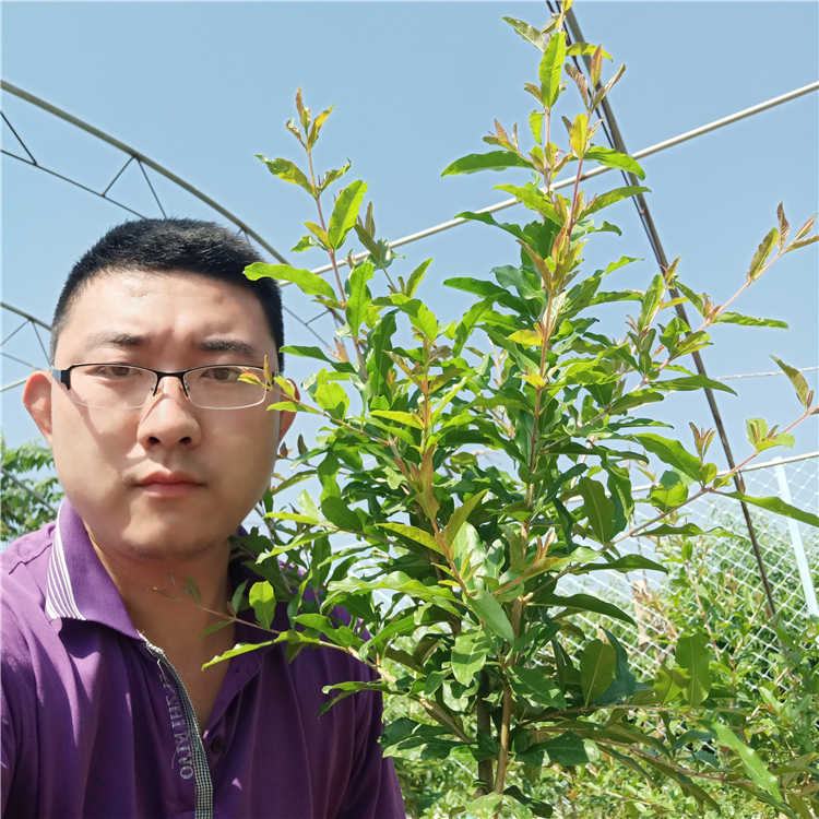 3公分石榴樹(shù)苗，石榴樹(shù)苗圖片，萬(wàn)恒豐石榴苗繁育
