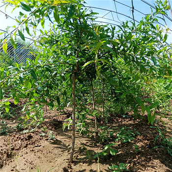 石榴苗新品種，石榴樹苗圖片，泰安石榴苗培育基地