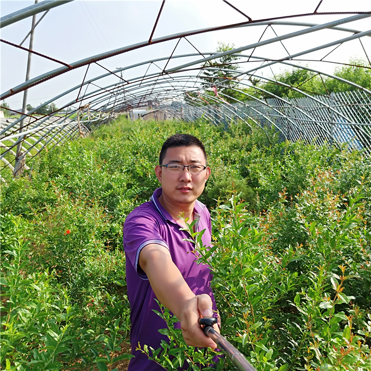 3公分石榴树苗，石榴苗报价，泰安石榴苗培育基地