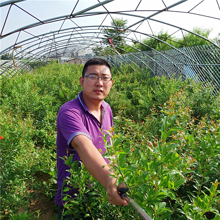 石榴苗销售，石榴苗繁殖，万恒丰石榴苗繁育基地